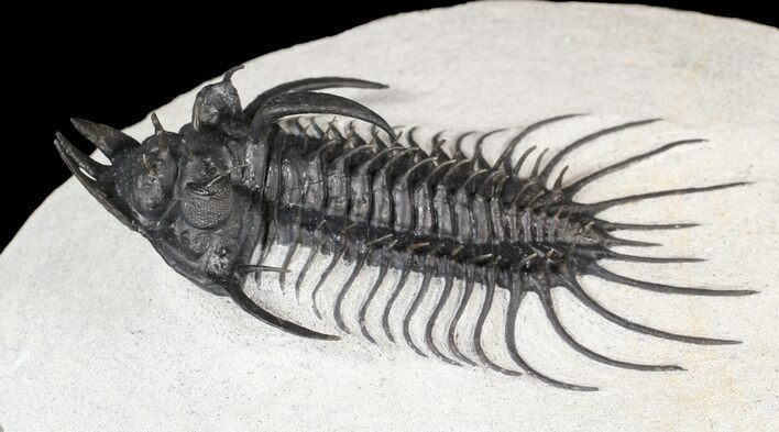 Spiny Quadrops Trilobite - Great Preparation #62934